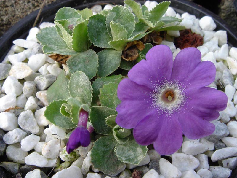 Primula marginata 'Napoleon' in bloom on limestone cliffs of the Maritime Alps